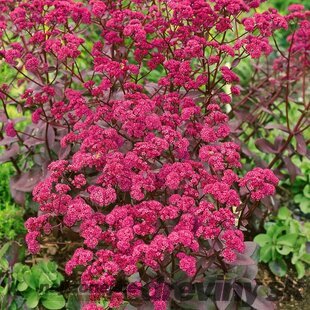 Rozchodník nádherný Red Cauli, výška 10/15 cm, v črepníku P9 Sedum Red Cauli