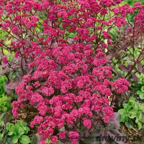 Rozchodník nádherný Red Cauli, výška 10/15 cm, v črepníku P9 Sedum Red Cauli