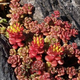 Rozchodník oregonský, výška 10/15 cm, v črepníku P9 Sedum oreganum