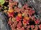 Rozchodník oregonský, výška 10/15 cm, v črepníku P9 Sedum oreganum