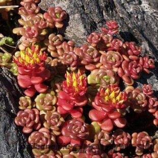Rozchodník oregonský, výška 10/15 cm, v črepníku P9 Sedum oreganum