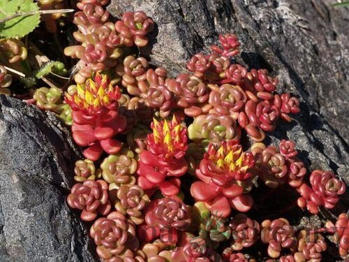 Rozchodník oregonský, výška 10/15 cm, v črepníku P9 Sedum oreganum