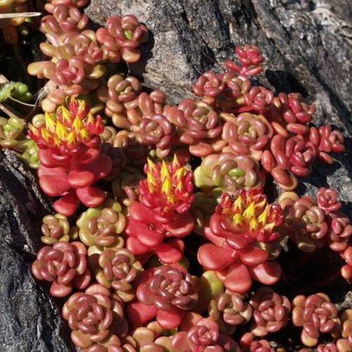 Rozchodník oregonský, výška 10/15 cm, v črepníku P9 Sedum oreganum