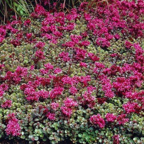 Rozchodník pochybný “Fuldaglut“, výška 10/15 cm, v črepníku Sedum spurium ‘Fuldaglut‘