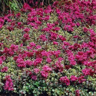 Rozchodník pochybný “Fuldaglut“, výška 10/15 cm, v črepníku Sedum spurium ‘Fuldaglut‘