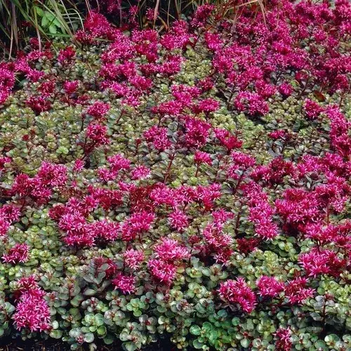 Rozchodník pochybný “Fuldaglut“, výška 10/15 cm, v črepníku Sedum spurium ‘Fuldaglut‘