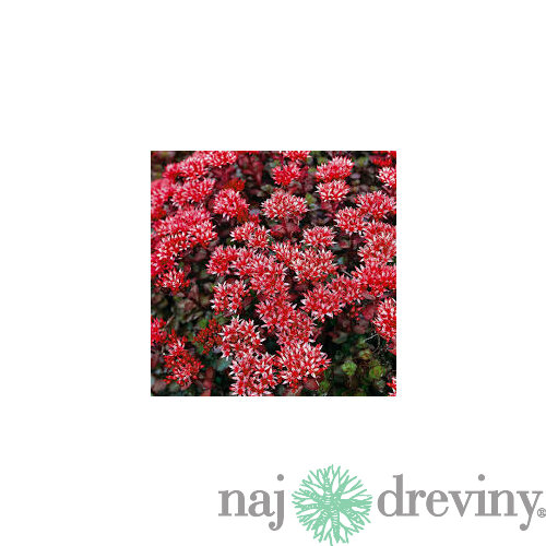 Rozchodník pochybný ‘Schorbuser Blut‘, výška 10/15 v črepníku P9 Sedum spurium Schorbuser Blut