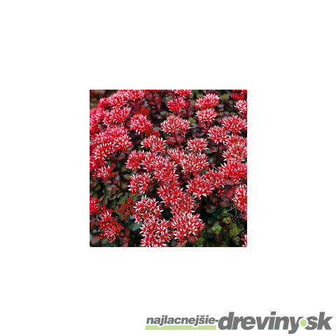 Rozchodník pochybný ‘Schorbuser Blut‘, výška 10/15 v črepníku P9 Sedum spurium Schorbuser Blut