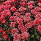 Rozchodník pochybný ‘Schorbuser Blut‘, výška 10/15 v črepníku P9 Sedum spurium Schorbuser Blut