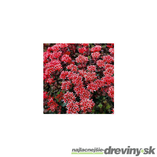 Rozchodník pochybný ‘Schorbuser Blut‘, výška 10/15 v črepníku P9 Sedum spurium Schorbuser Blut