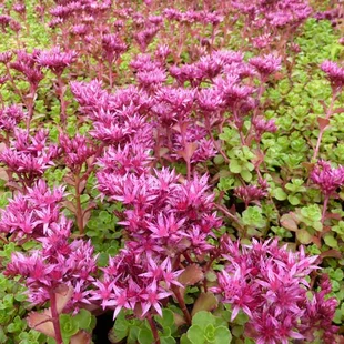 Rozchodník pochybný ‘Schorbuser Blut‘, výška 20/30 cm, v črepníku 2l Sedum ‘Schorbuser Blut‘