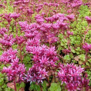 Rozchodník pochybný ‘Schorbuser Blut‘, výška 20/30 cm, v črepníku 2l Sedum ‘Schorbuser Blut‘