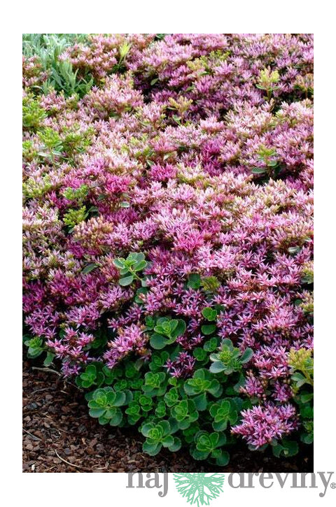 Rozchodník pochybný Splendens, výška 30/40 cm, v črepníku 3l Sedum spurium ‘Splendens‘