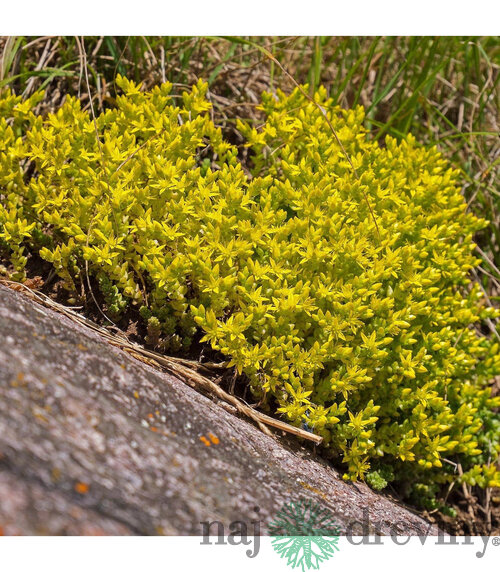 Rozchodník prudký, v črepníku Sedum Acre