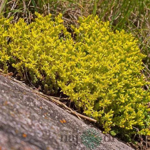 Rozchodník prudký, v črepníku Sedum Acre