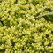 Rozchodník prudký Yellow Queen, v črepníku Sedum Yellow Queen