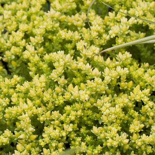 Rozchodník prudký Yellow Queen, v črepníku Sedum Yellow Queen