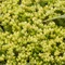Rozchodník prudký Yellow Queen, v črepníku Sedum Yellow Queen