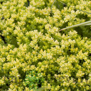 Rozchodník prudký Yellow Queen, v črepníku Sedum Yellow Queen