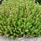Rozchodník šesťradový Amel, výška 10/20 cm, v črepníku Sedum sexangulare L.
