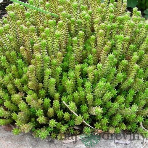 Rozchodník šesťradový Amel, výška 10/20 cm, v črepníku Sedum sexangulare L.