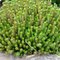 Rozchodník šesťradový Amel, výška 10/20 cm, v črepníku Sedum sexangulare L.