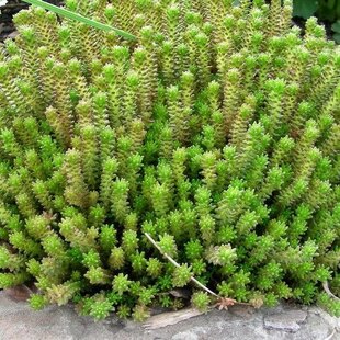 Rozchodník šesťradový Amel, výška 10/20 cm, v črepníku Sedum sexangulare L.