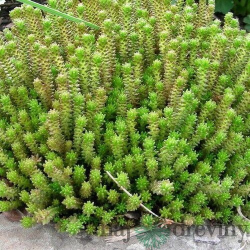 Rozchodník šesťradový Amel, výška 10/20 cm, v črepníku Sedum sexangulare L.