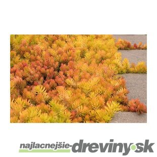 Rozchodník skalný Angelina, výška 10/15 cm, v črepníku P9 Sedum reflexum Angelina