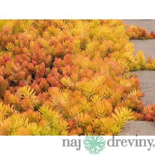 Rozchodník skalný Angelina, výška 10/15 cm, v črepníku P9 Sedum reflexum Angelina