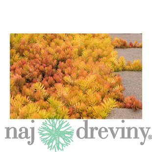 Rozchodník skalný Angelina, výška 10/15 cm, v črepníku P9 Sedum reflexum Angelina