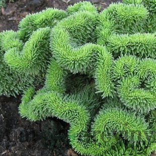 Rozchodník skalný, výška 10/15 cm, v črepníku Sedum reflexum