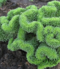 Rozchodník skalný, výška 10/15 cm, v črepníku Sedum reflexum