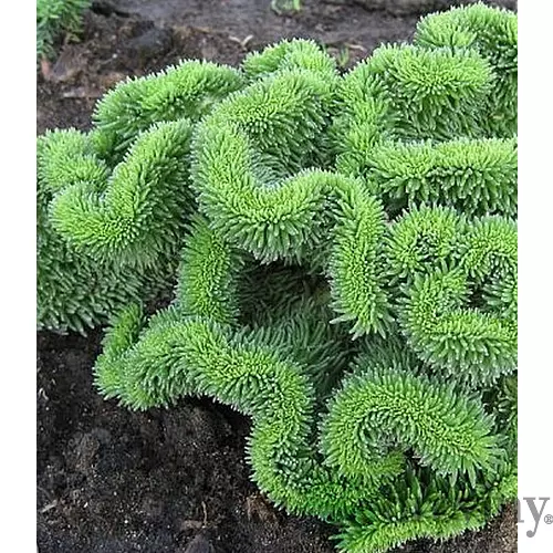 Rozchodník skalný, výška 10/15 cm, v črepníku Sedum reflexum