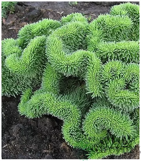 Rozchodník skalný, výška 10/15 cm, v črepníku Sedum reflexum