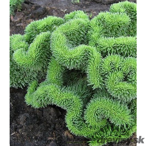 Rozchodník skalný, výška 10/15 cm, v črepníku Sedum reflexum