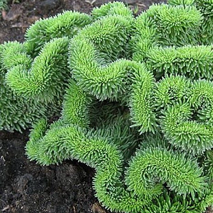 Rozchodník skalný, výška 10/15 cm, v črepníku Sedum reflexum