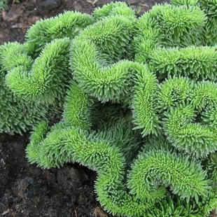 Rozchodník skalný, výška 10/15 cm, v črepníku Sedum reflexum