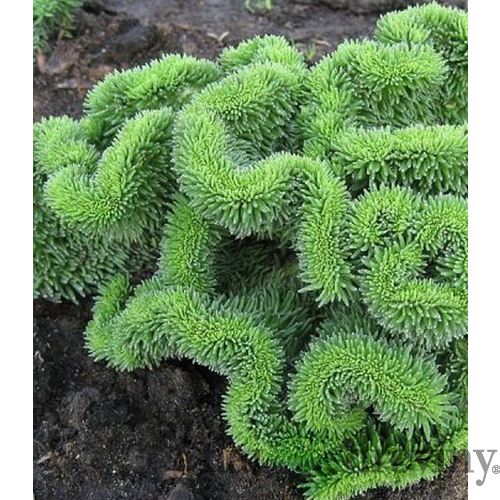 Rozchodník skalný, výška 10/15 cm, v črepníku Sedum reflexum