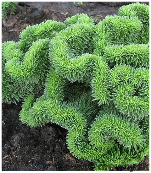 Rozchodník skalný, výška 10/15 cm, v črepníku Sedum reflexum