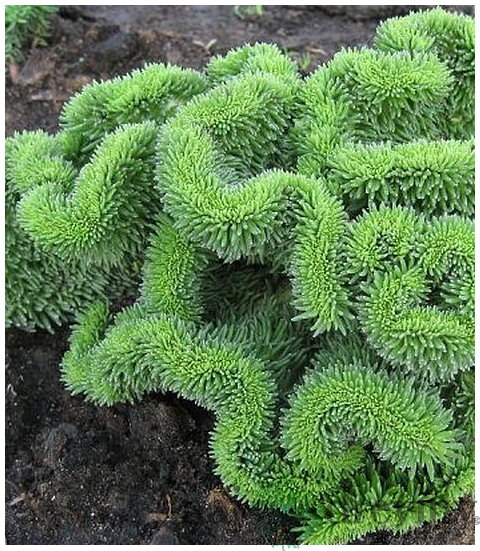 Rozchodník skalný, výška 10/15 cm, v črepníku Sedum reflexum
