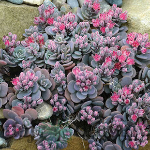 Rozchodník SUN SPARKLER BLUE ELF PBR, 20/30 cm, v črepníku 3l Sedum SUNSPARKLER ‘Blue Elf‘ PBR