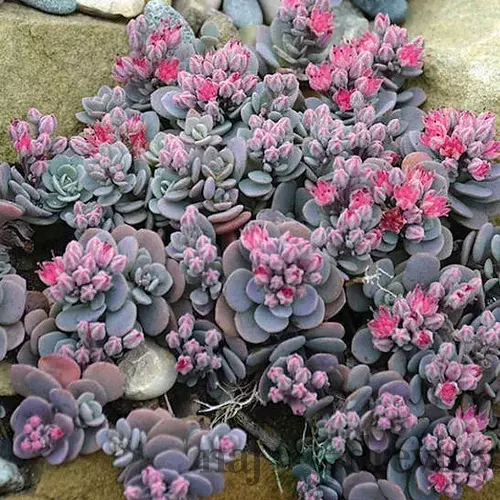 Rozchodník SUN SPARKLER BLUE ELF PBR, 20/30 cm, v črepníku 3l Sedum SUNSPARKLER ‘Blue Elf‘ PBR