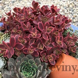 Rozchodník SUN SPARKLER WILDFIRE ‘Wildfire‘ PBR 20/30 cm v črepníku 2l Sedum SUN SPARKLER WILDFIRE ‘Wildfire‘ PBR