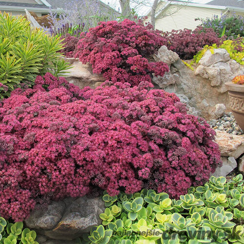 Rozchodník SUNSPARKLER DAZZLEBERRY ‘Dazzleberry‘ PBR, výška 20/+ cm, v črepníku 3l Sedum SUNSPARKLER DAZZLEBERRY ‘Dazzleberry‘ PBR
