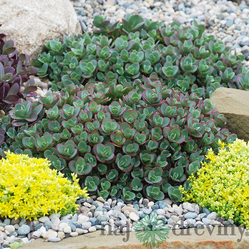 Rozchodník SUNSPARKLER LIME ZINGER ‘Lime Zinger‘, výška 20/ cm, v črepníku 3l Sedum SUNSPARKLER LIME ZINGER ‘Lime Zinger‘