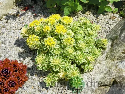 Rozchodník takesimenský ATLANTIS, výška 30/40 cm, v črepníku 3l Sedum takesimense ATLANTIS ‘Nonsitnal‘