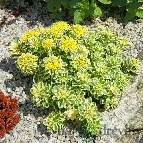 Rozchodník takesimenský ATLANTIS, výška 30/40 cm, v črepníku 3l Sedum takesimense ATLANTIS ‘Nonsitnal‘