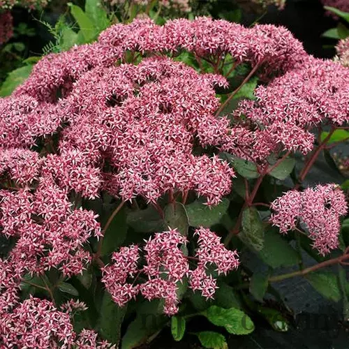 Rozchodník veľký Cloud Walker, výška 20/40 cm, v črepníku 3l Sedum Cloud Walker