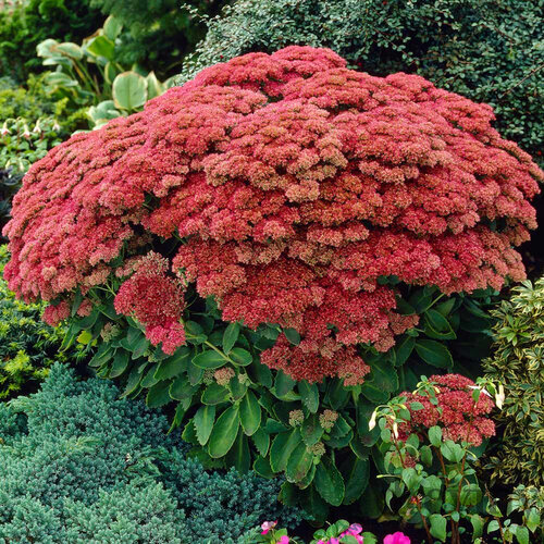 Rozchodník veľký ´HERBSTFREUDE´ 10/15 cm v črepníku P9 Sedum Herbstfreude